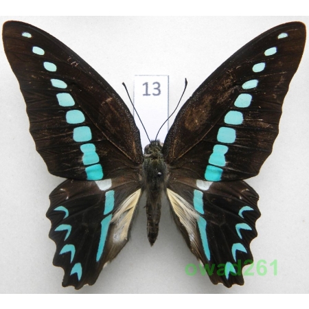 Graphium milon C & R Felder, 1864 Indonesia, Celebes 79mm13